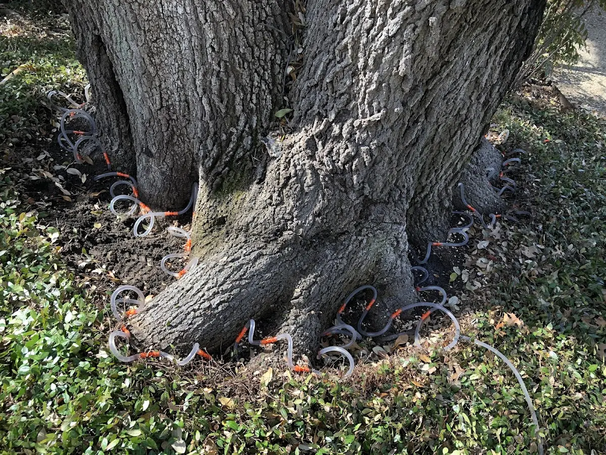 Detailed Tree Cabling and Bracing job site in Milladore