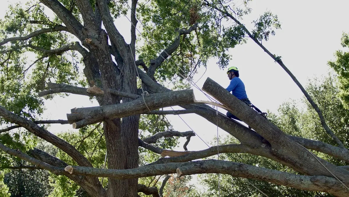Professional Crown Thinning performed by certified arborists in Milladore