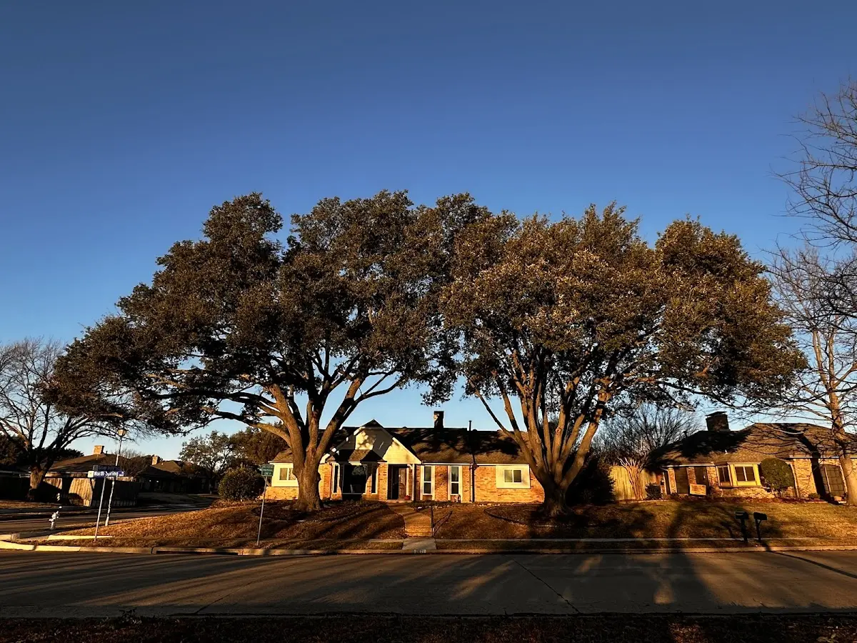 Established residential canopy tree shading a home in Milladore